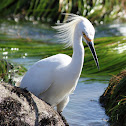 Snowy Egret