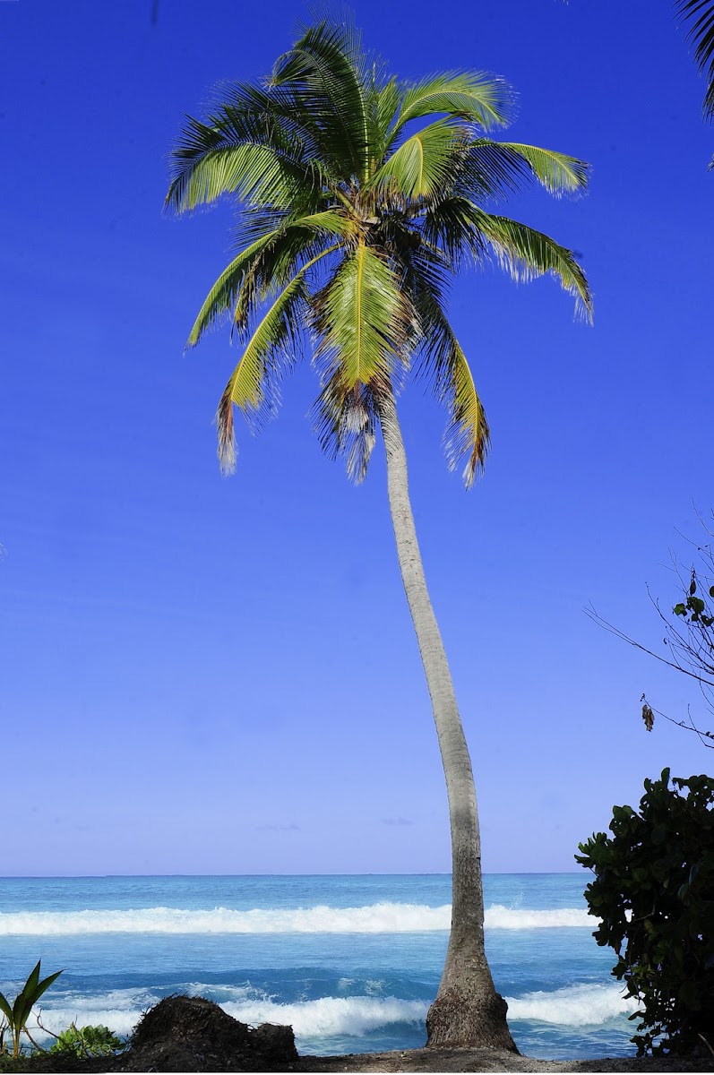 Coconut Palm