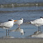 Royal Tern