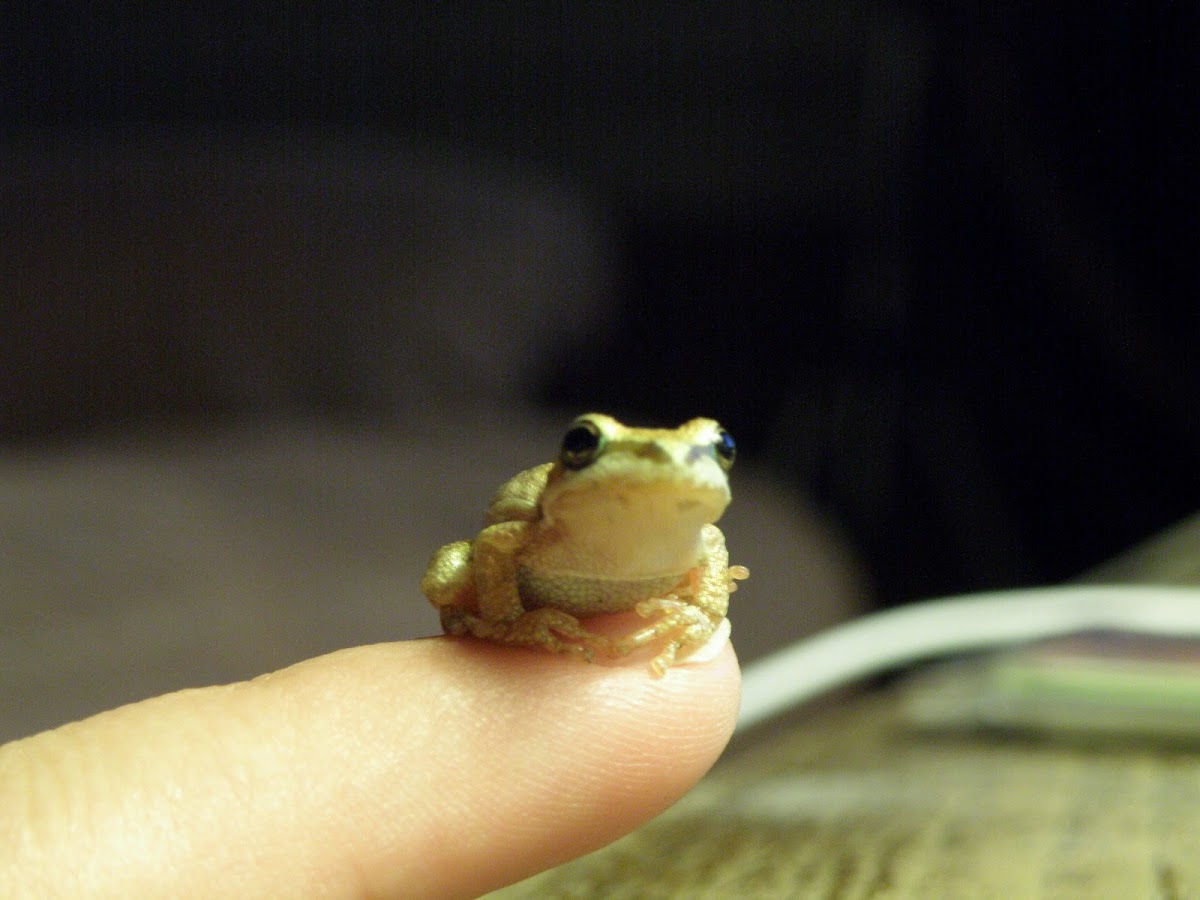 Pacific Chorus Frog