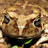 Olive toad