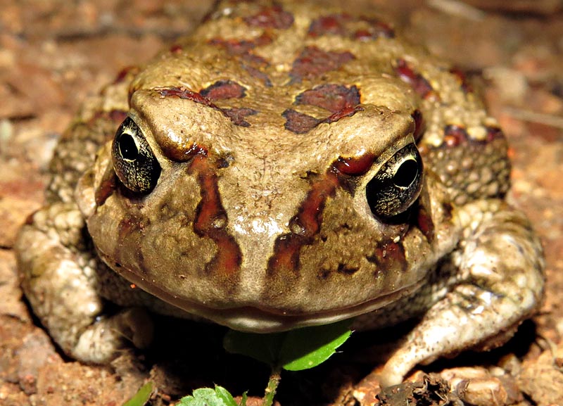 Olive toad