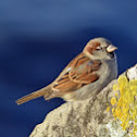 House Sparrow (male) -  Moineau domestique