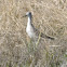 Lesser Yellowlegs