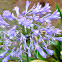 Agapanthus