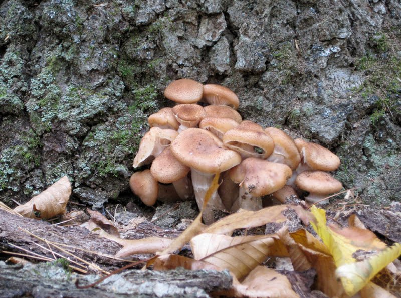 Honey Mushroom (Armillaria mellea)