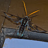 Blue Wasp Moth