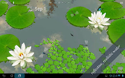 3D Lotus Pond Live Wallpaper