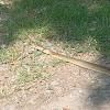 Aesculapian Snake / Äskulapnatter