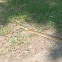 Aesculapian Snake / Äskulapnatter