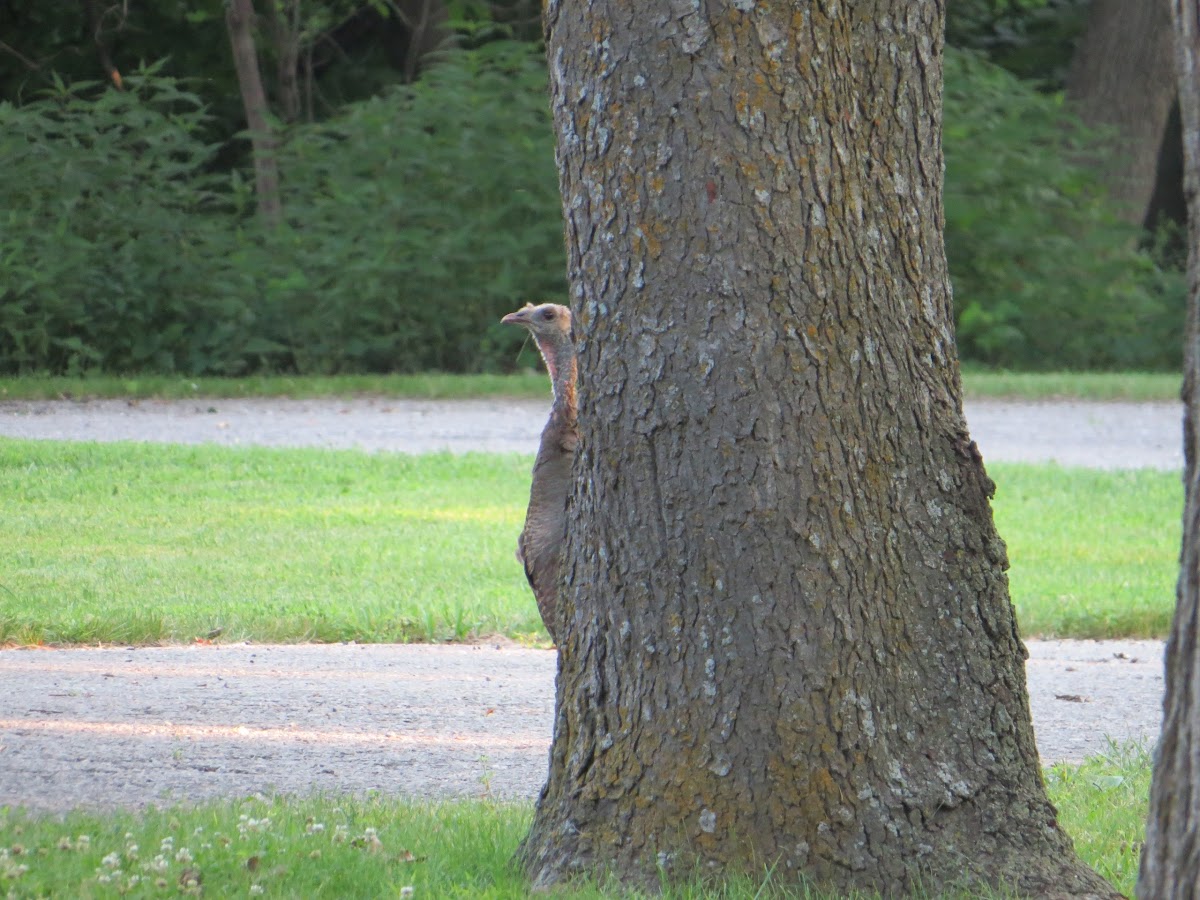 Wild Turkey