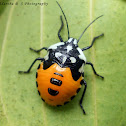Ornate shield bug