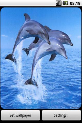 【免費賽車遊戲App】Dolphin Live Wallpaper-APP點子