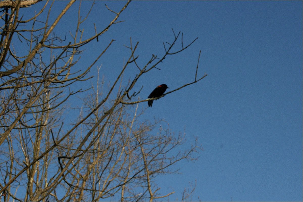 Redwonged blackbird