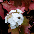 Oak-leaf hydrangea