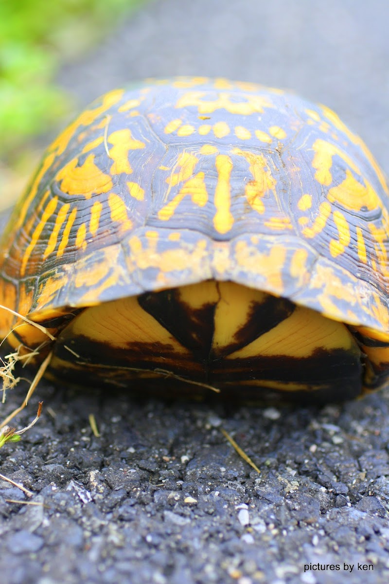 eastern box turtle