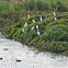 Intermediate Egret (in colony)