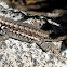 Western Sagebrush Lizard