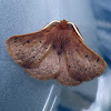 Rusty Anthelid Moth