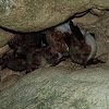 Morcego-de-orelhas-de-rato