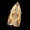 Tortricid moth