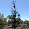 Douglas Fir, Oregon pine, Douglas spruce