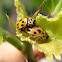 14-spotted ladybird. Mariquita de 14 puntos