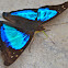 Turquoise Emperor Butterfly