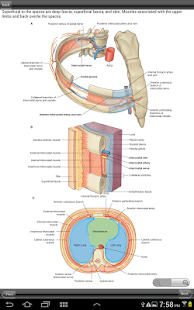 Download Gray's Back and Thorax APK for Android