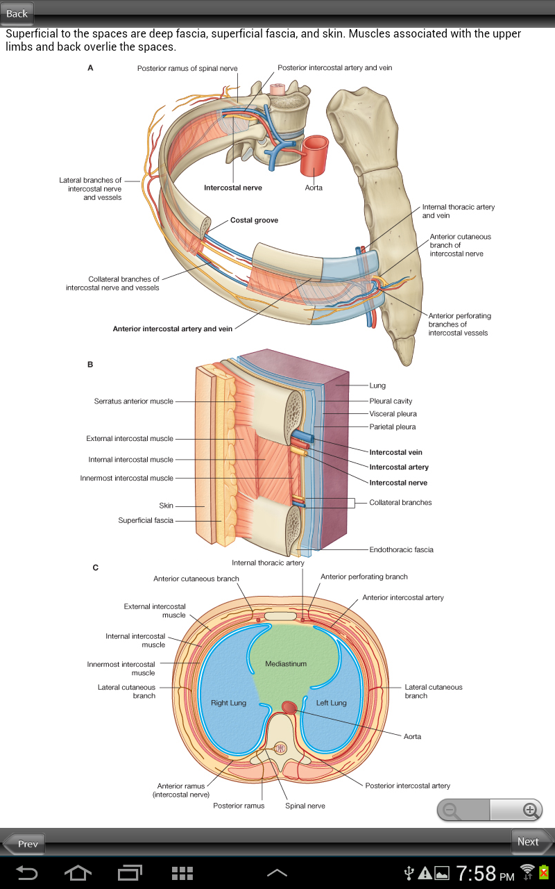 Grays Back and Thorax Screen 2