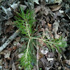 Pine tree sapling