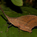Dead Leaf Mimic Grasshopper