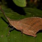 Dead Leaf Mimic Grasshopper