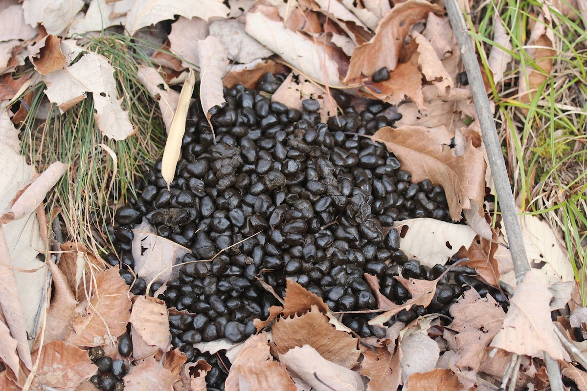 Chinese Serow droppings