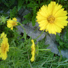 Large-flowered tickseed