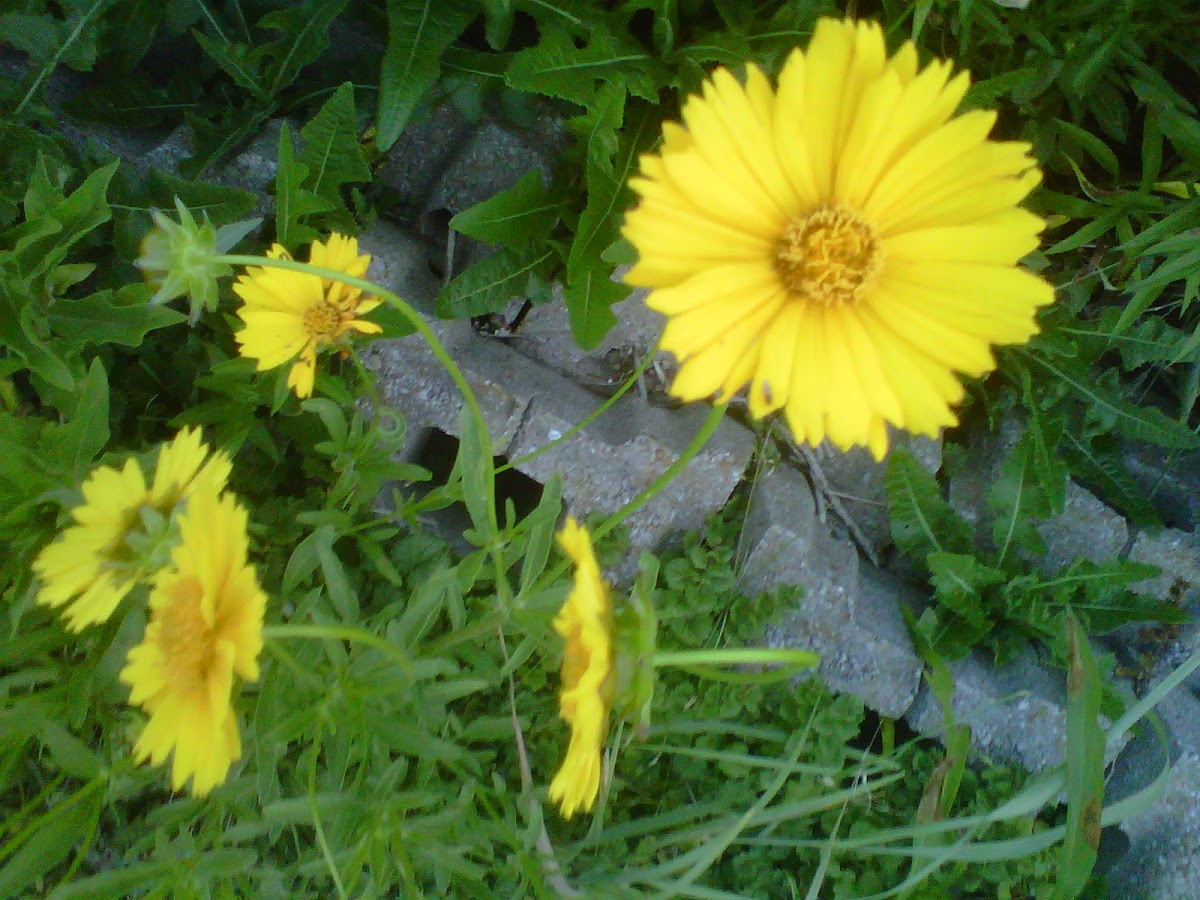 Large-flowered tickseed