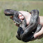 Western Rat Snake