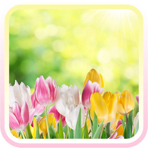 Tulip spring flower wallpaper 個人化 App LOGO-APP開箱王