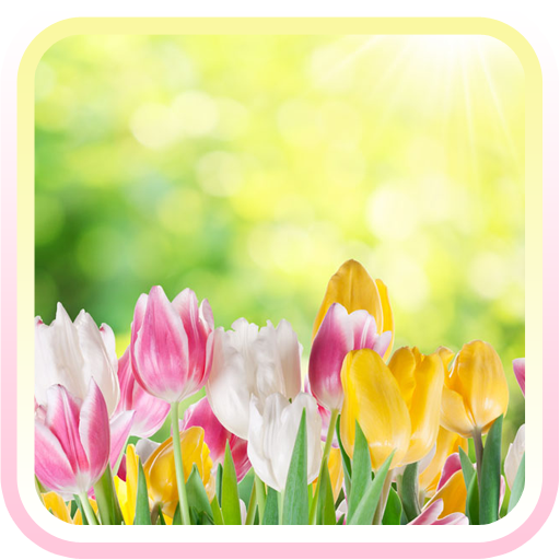 Tulip spring flower wallpaper LOGO-APP點子