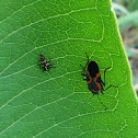 Lady Beetle Larva on left Smaller Milkweed Bug on right.