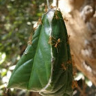 Nest of Fiery Ant