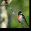 Rose-Breasted Grosbeak Warbler