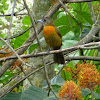 Scarlet-rumped Tanager (female)