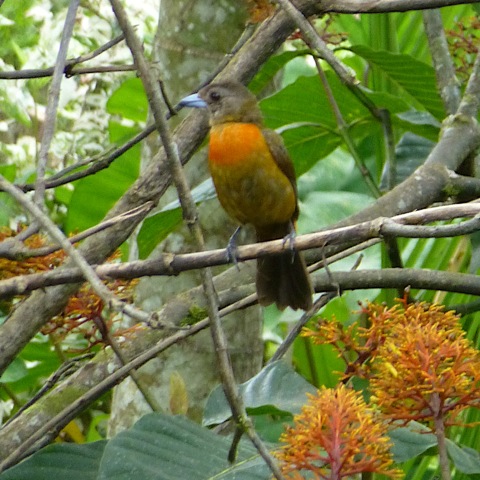 Scarlet-rumped Tanager (female)