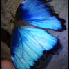 Menelaus Blue Morpho