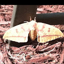 Imperial Moth