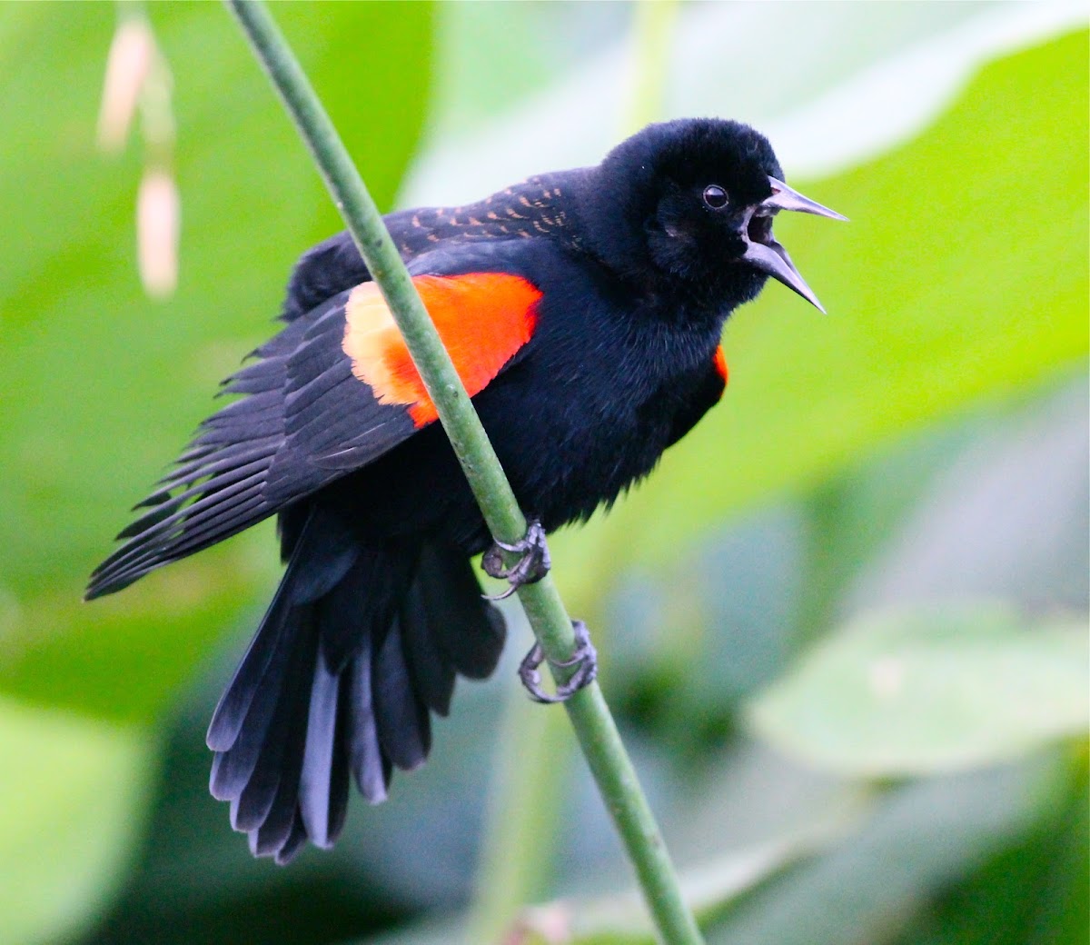 red-winged blackbird (display)