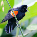 red-winged blackbird (display)