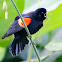 red-winged blackbird (display)