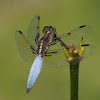 Blue-tailed Yellow Skimmer